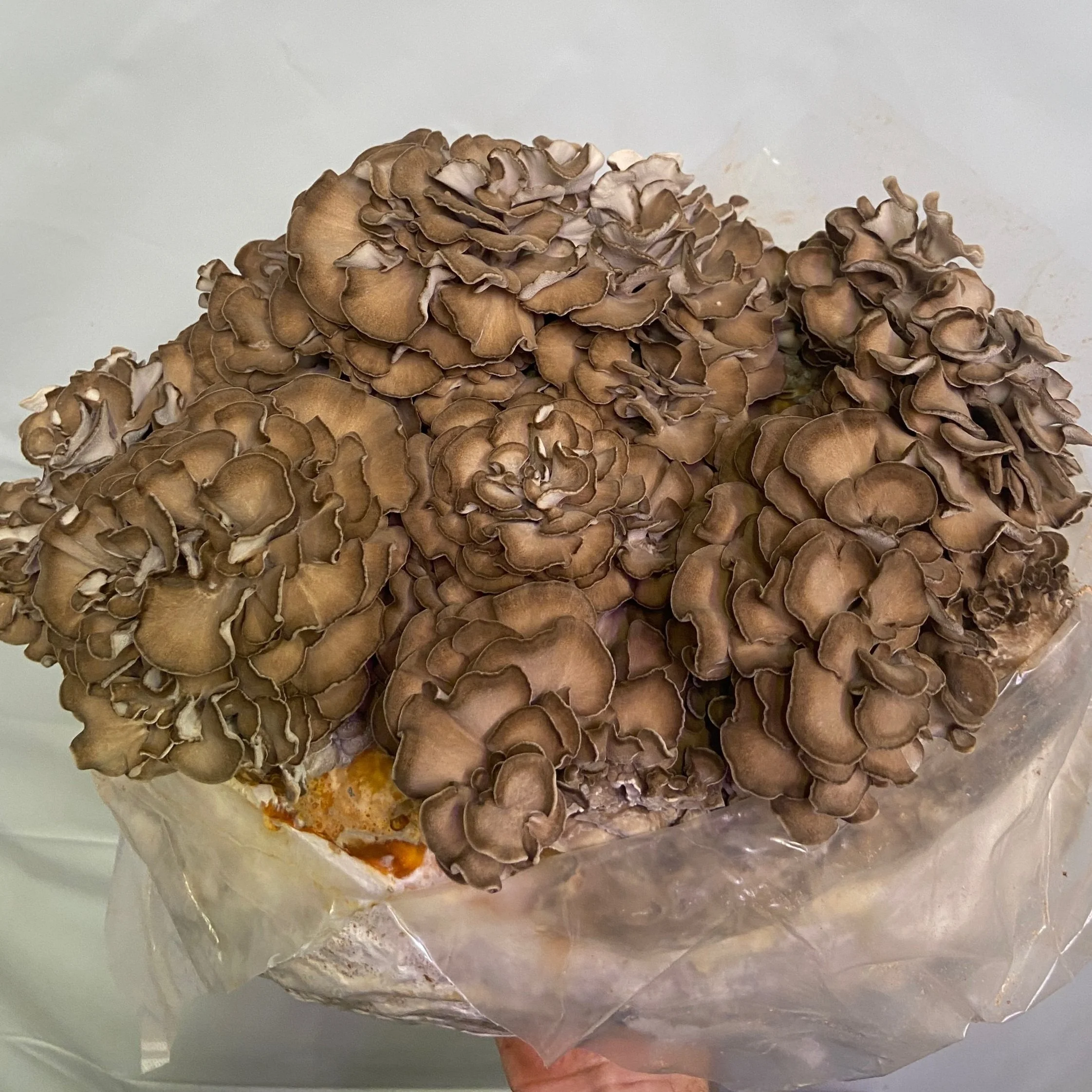 Buy fresh mushrooms online — MarrowStone Mushrooms